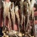 A级鹿茸茹，一件10斤。开展销会，摆地摊畅销产品。