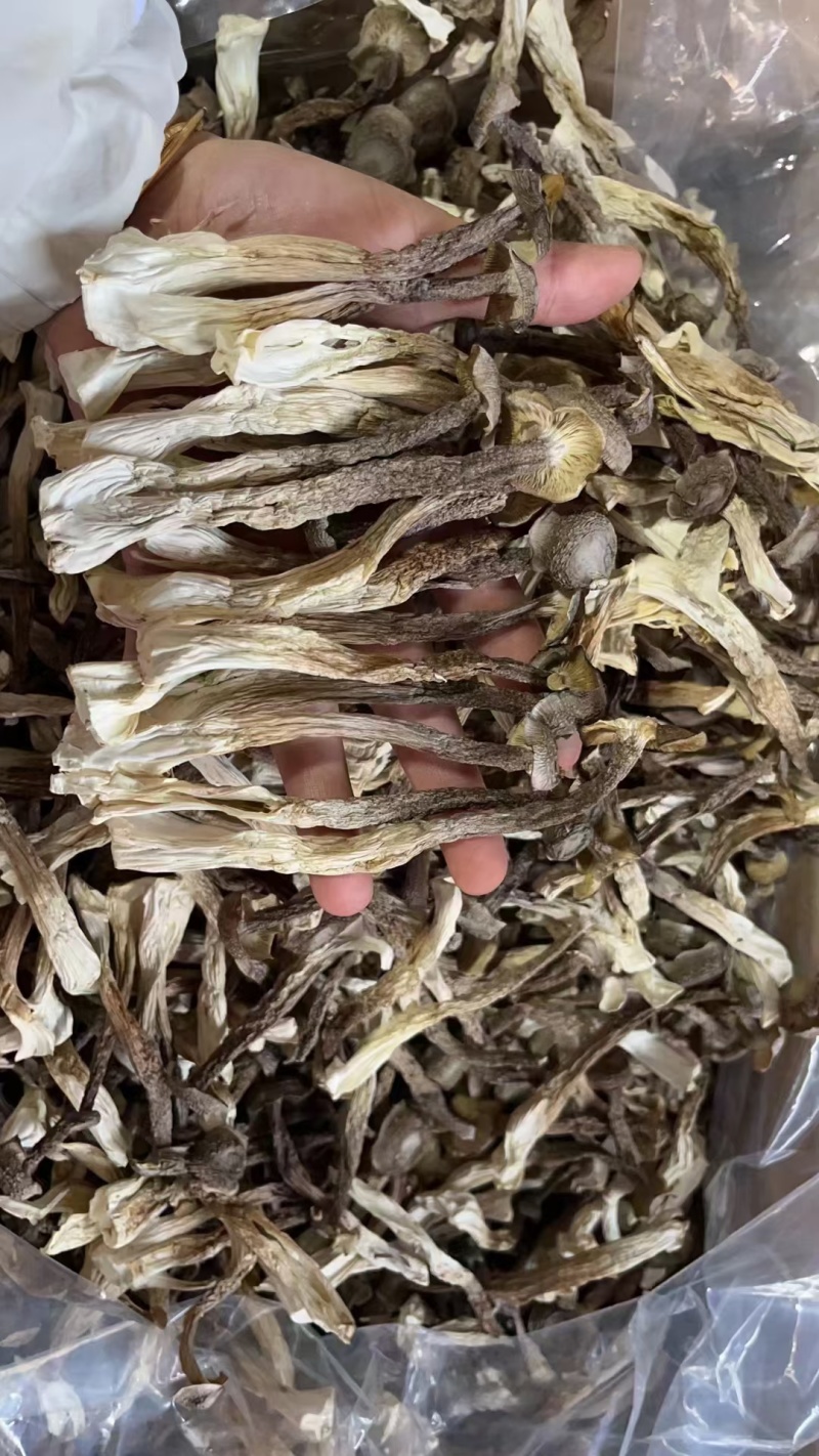 A级鹿茸茹，一件10斤。开展销会，摆地摊畅销产品。