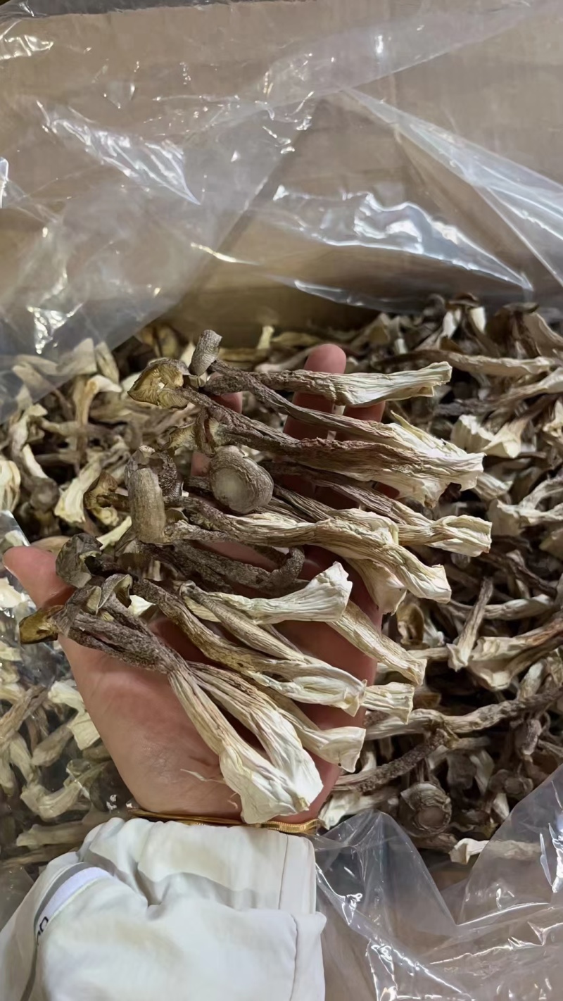 A级鹿茸茹，一件10斤。开展销会，摆地摊畅销产品。