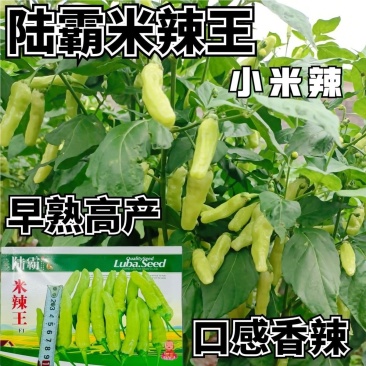 米辣王小米辣种子早熟抗病小米辣辣椒种籽采收期长辣味极强