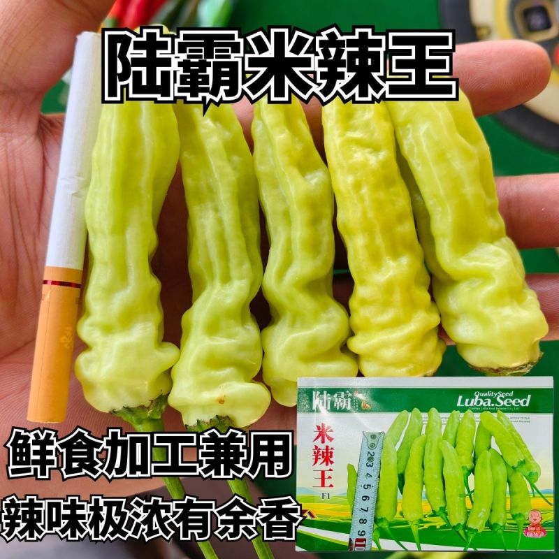 米辣王小米辣种子早熟抗病小米辣辣椒种籽采收期长辣味极强