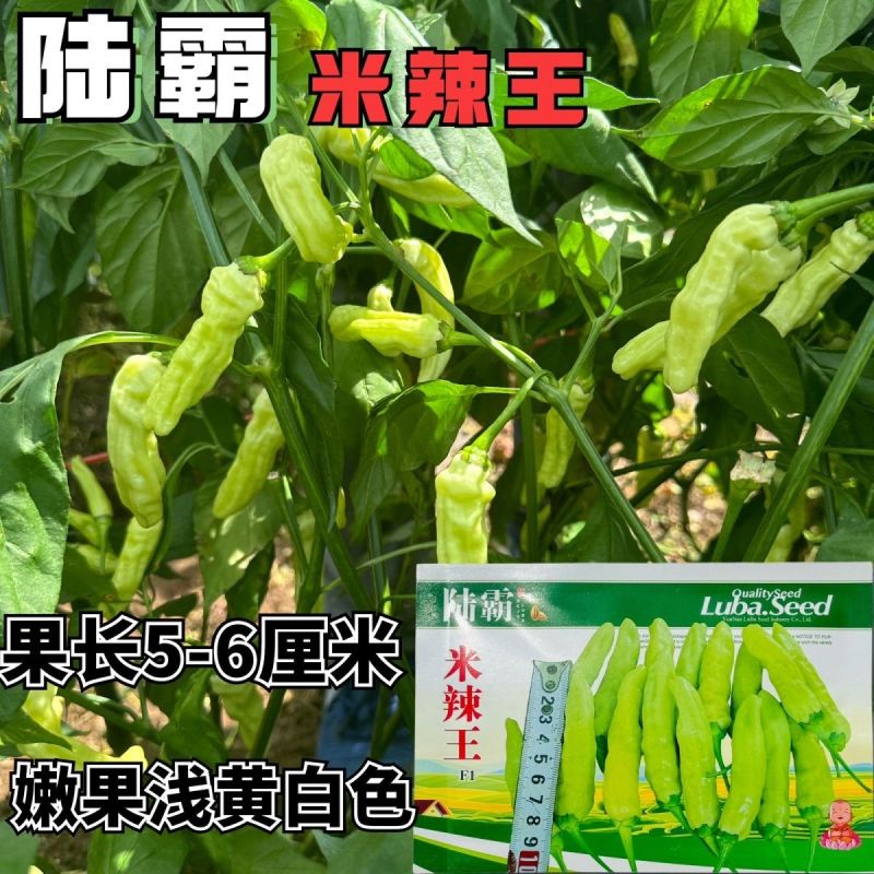 米辣王小米辣种子早熟抗病小米辣辣椒种籽采收期长辣味极强