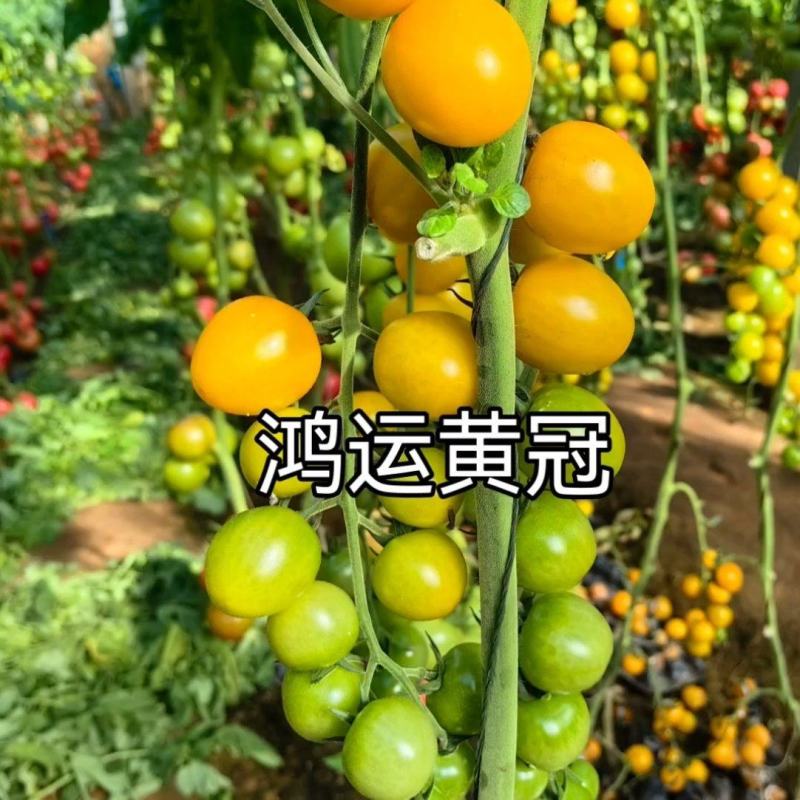 圣女果苗特色小番茄苗糖度高口感脆甜花絮多产量高