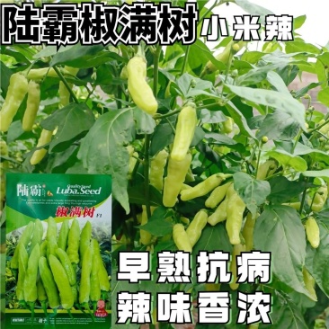 椒满树小米辣种子早熟抗病小米辣辣椒种籽采收期长辣味极强