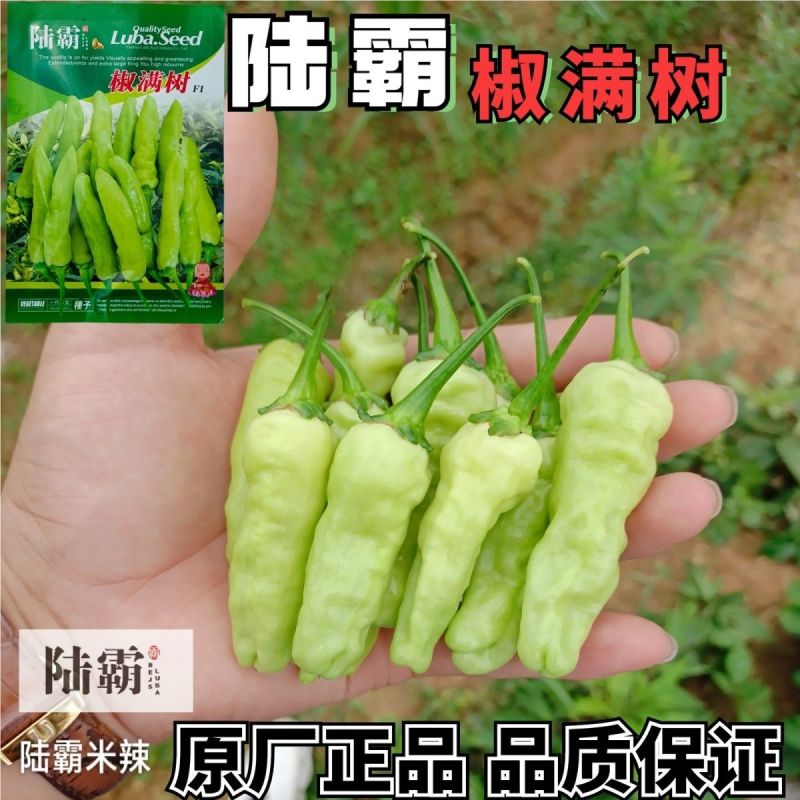 椒满树小米辣种子早熟抗病小米辣辣椒种籽采收期长辣味极强