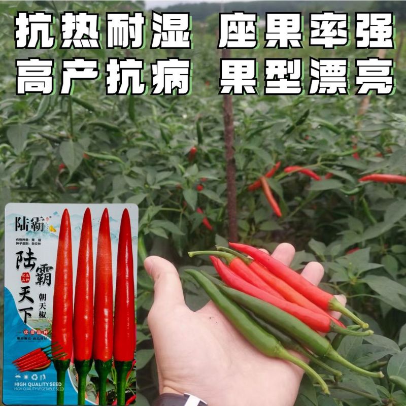 陆霸天下大果朝天椒种子中早熟抗热耐湿抗病座果率高长把辣椒