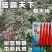 陆霸天下大果朝天椒种子中早熟抗热耐湿抗病座果率高长把辣椒