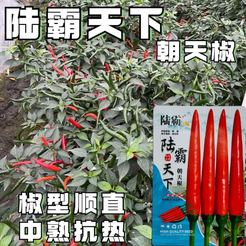 陆霸天下大果朝天椒种子中早熟抗热耐湿抗病座果率高长把辣椒