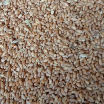 精品小麦200顿需出售
