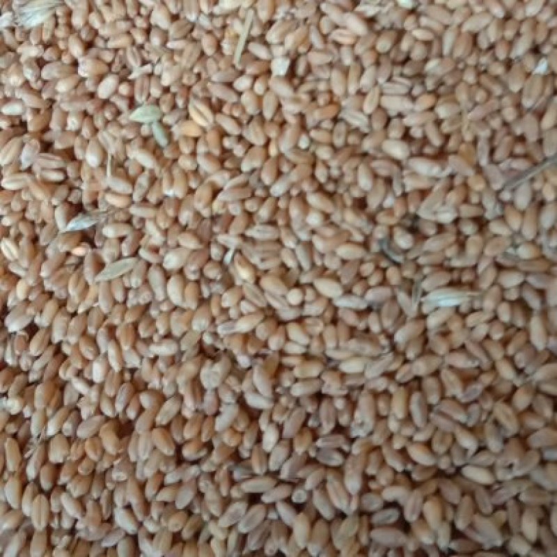 精品小麦200顿需出售