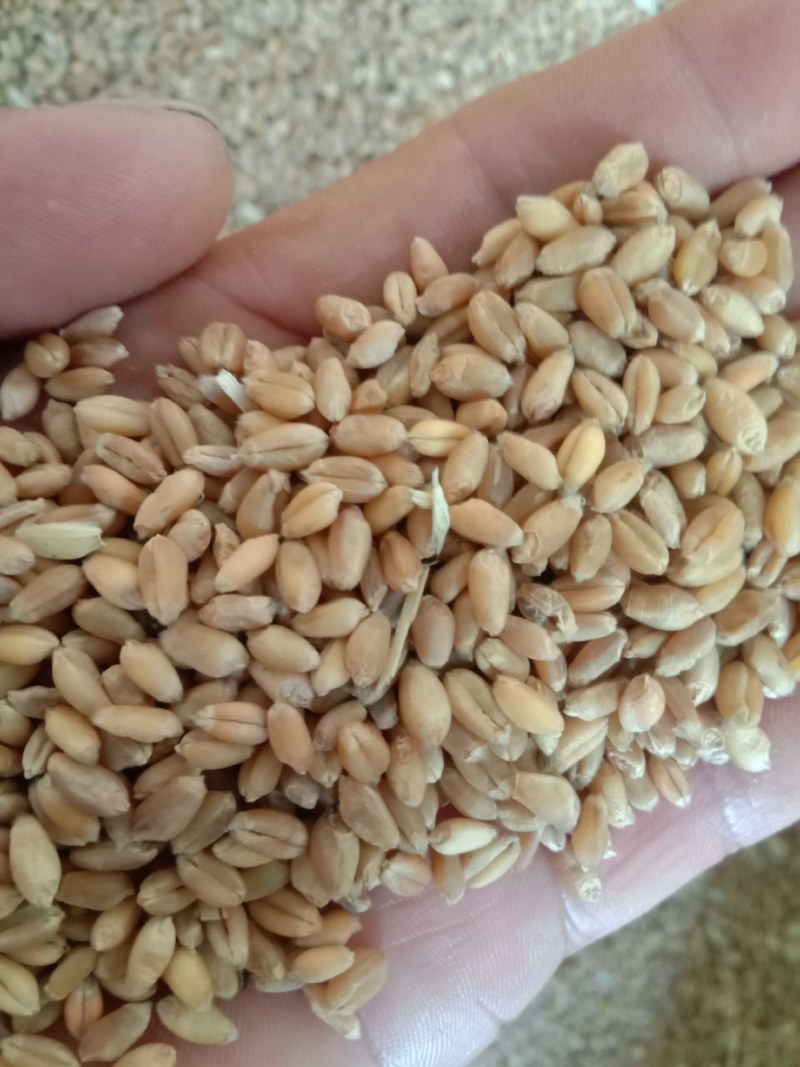精品小麦200顿需出售
