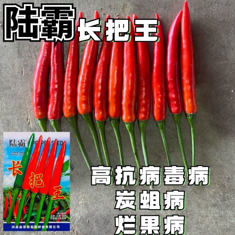 陆霸长把王大果朝天椒种子硬果抗病中早熟辣椒种籽高抗炭蛆烂
