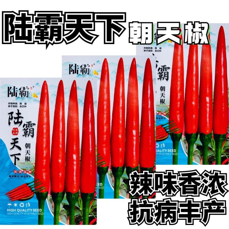 陆霸长把王大果朝天椒种子硬果抗病中早熟辣椒种籽高抗炭蛆烂
