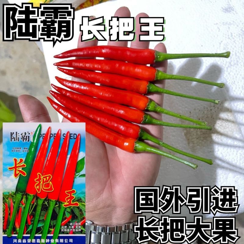 陆霸长把王大果朝天椒种子硬果抗病中早熟辣椒种籽高抗炭蛆烂