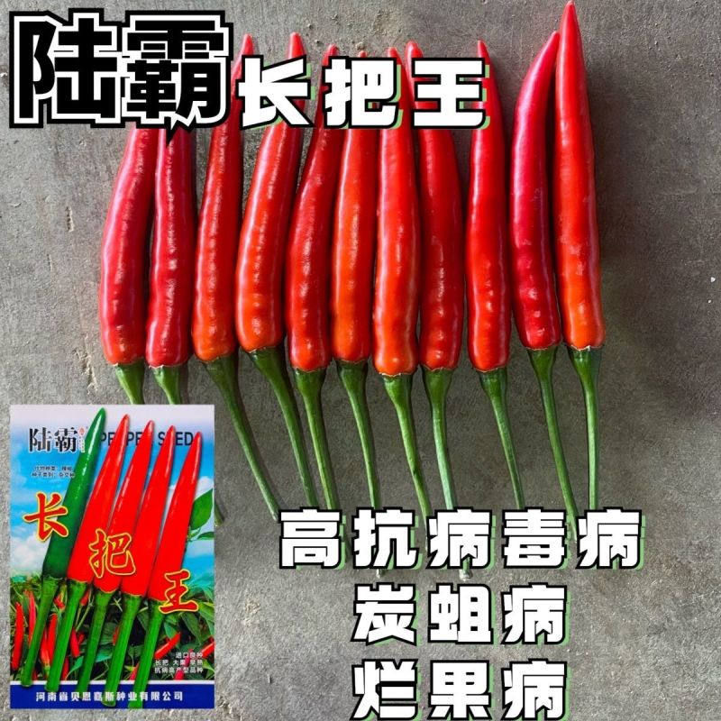 陆霸长把王大果朝天椒种子硬果抗病中早熟辣椒种籽高抗炭蛆烂