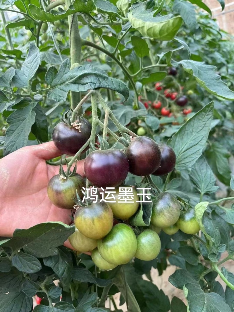 圣女果苗特色小番茄苗糖度高口感脆甜花絮多产量高