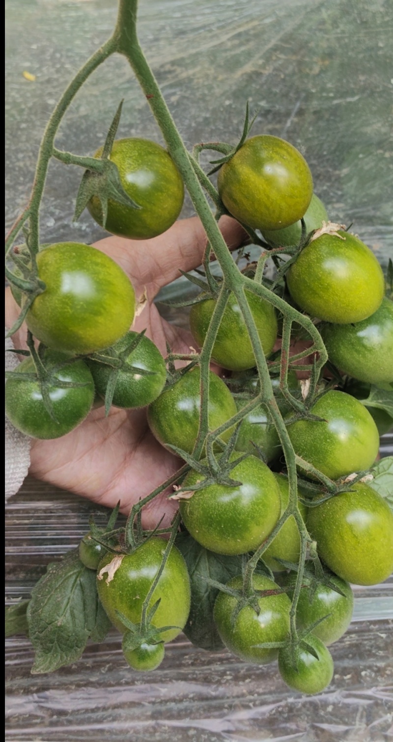 圣女果苗特色小番茄苗糖度高口感脆甜花絮多产量高