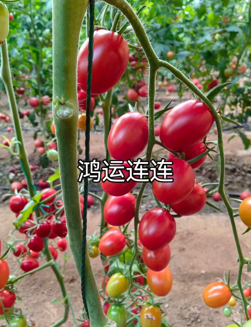 圣女果苗特色小番茄苗糖度高口感脆甜花絮多产量高