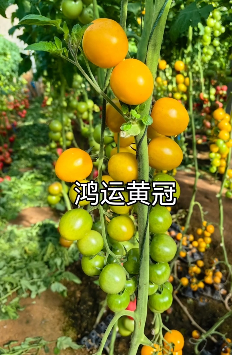 圣女果苗特色小番茄苗糖度高口感脆甜花絮多产量高