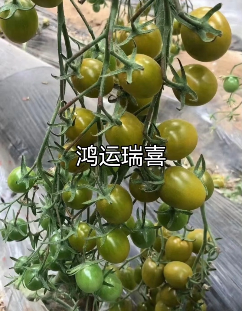 圣女果苗特色小番茄苗糖度高口感脆甜花絮多产量高