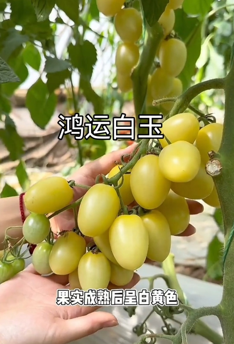 圣女果苗特色小番茄苗糖度高口感脆甜花絮多产量高