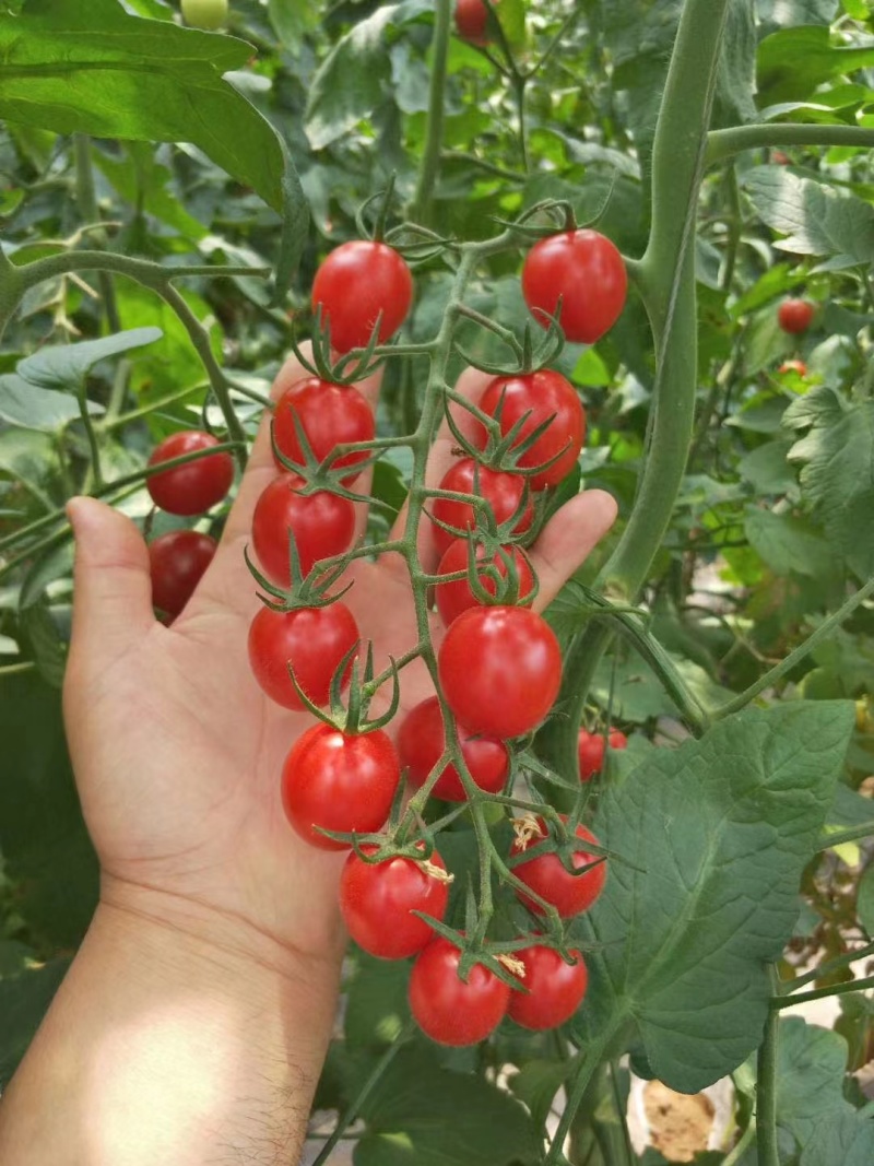 圣女果苗特色小番茄苗糖度高口感脆甜花絮多产量高