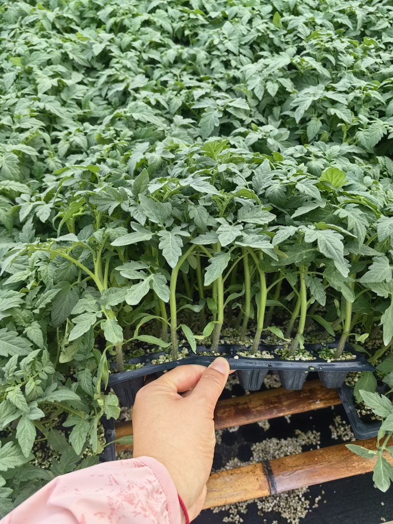 圣女果苗特色小番茄苗糖度高口感脆甜花絮多产量高
