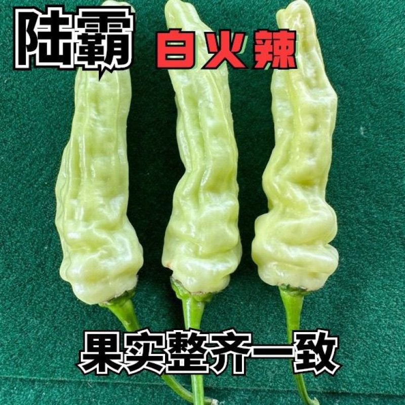 陆霸白火辣大果小米辣种子早熟抗病高产辣椒种籽辣味香浓果型