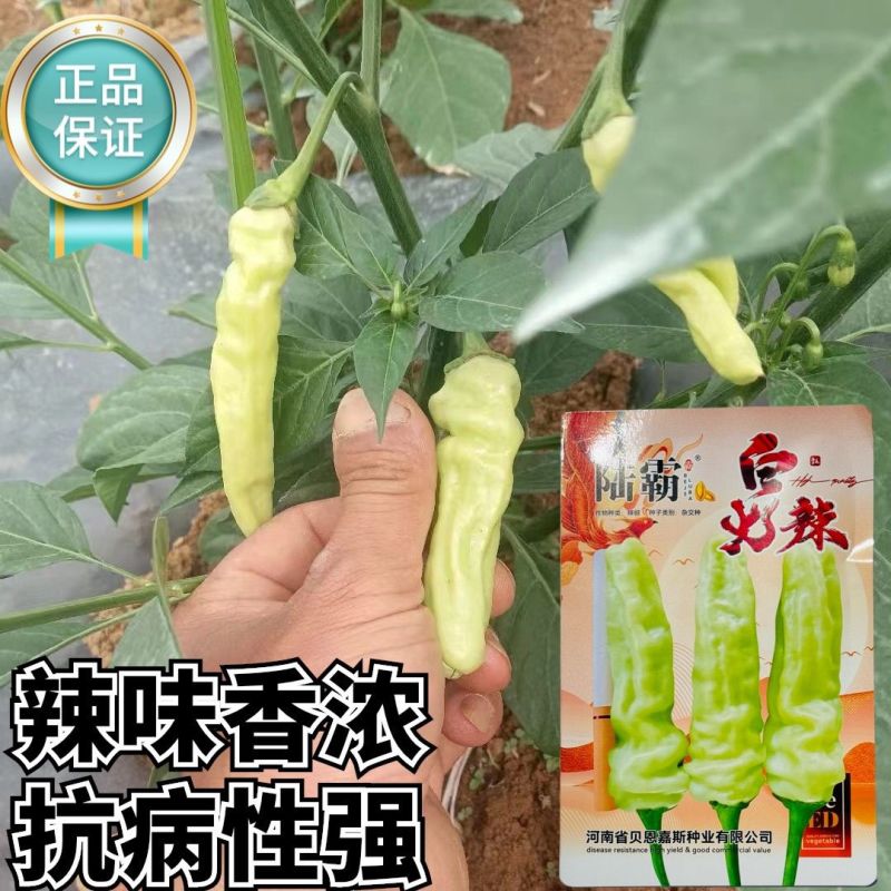 陆霸白火辣大果小米辣种子早熟抗病高产辣椒种籽辣味香浓果型