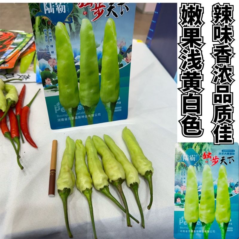 陆霸独步天下大果米辣种子早熟抗病高产辣椒种籽辣味香浓果型