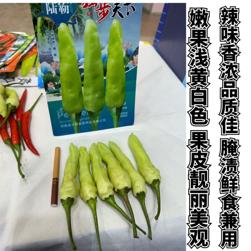 陆霸独步天下大果米辣种子早熟抗病高产辣椒种籽辣味香浓果型