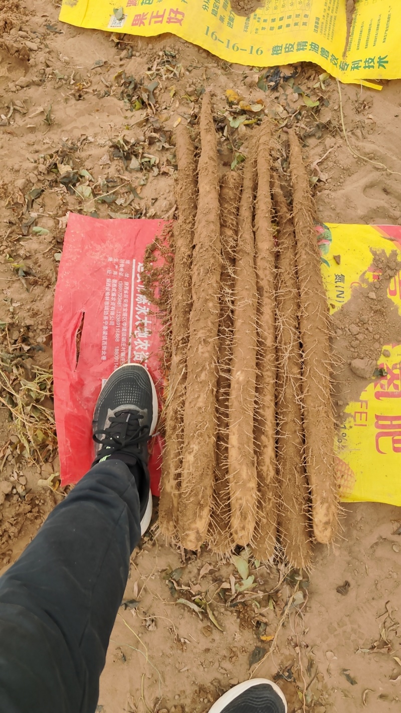 【白玉山药】陕西榆林山药大量供货产地直发品质保障量大价优