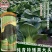 纯青特矮黑大头束腰抗病性强墨绿色苏州青菜种籽耐热耐寒杂交