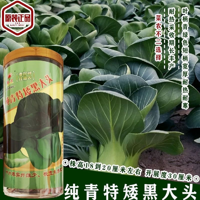 纯青特矮黑大头束腰抗病性强墨绿色苏州青菜种籽耐热耐寒杂交