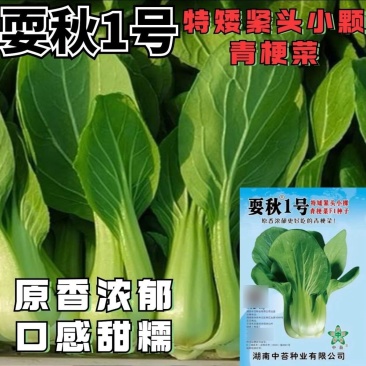耍秋一号青梗菜种子香味浓郁口感甜糯矮脚型束腰苏州青上海青