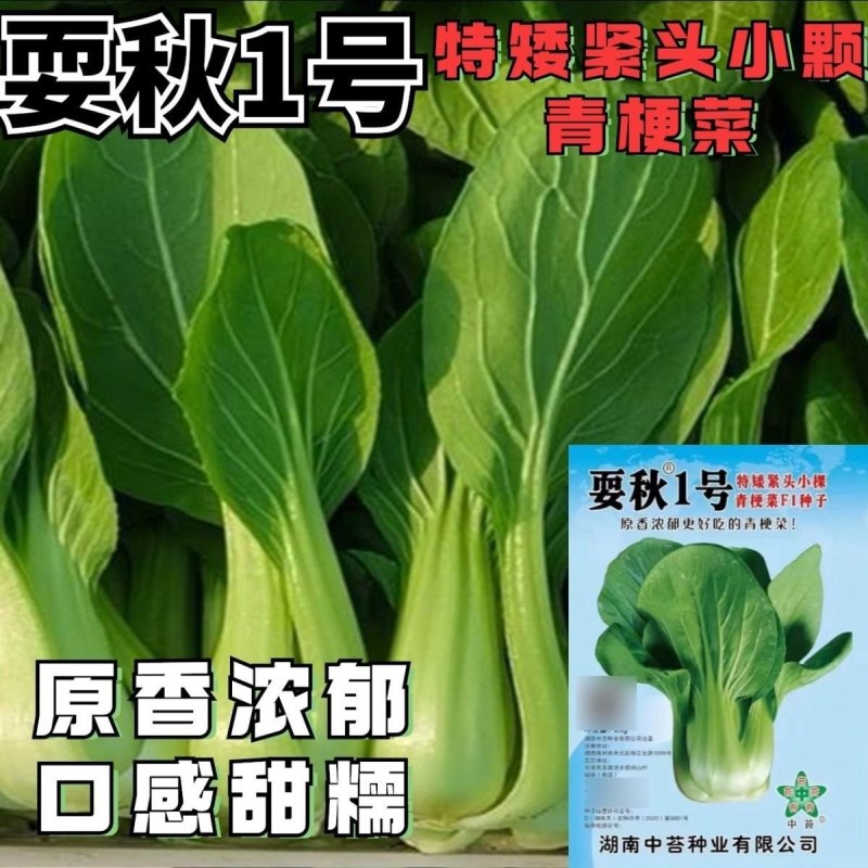 耍秋一号青梗菜种子香味浓郁口感甜糯矮脚型束腰苏州青上海青