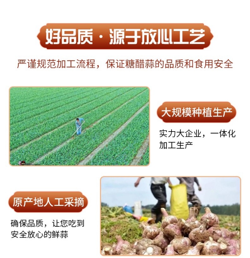 糖醋蒜批发厂家批发新鲜靓货