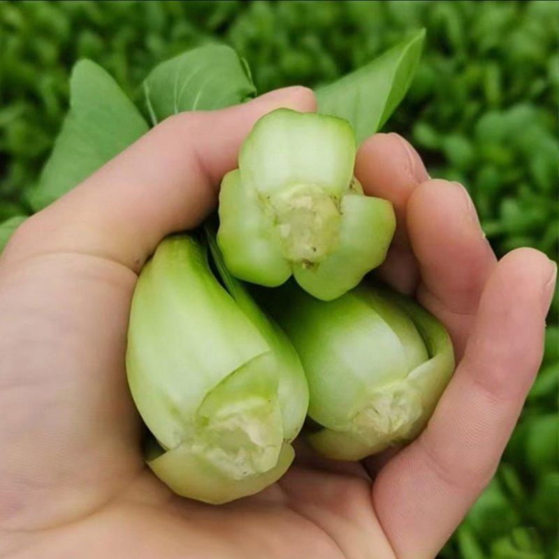 耍秋一号青梗菜种子香味浓郁口感甜糯矮脚型束腰苏州青上海青