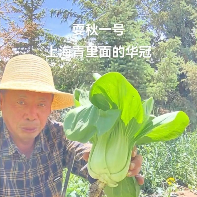 耍秋一号青梗菜种子香味浓郁口感甜糯矮脚型束腰苏州青上海青