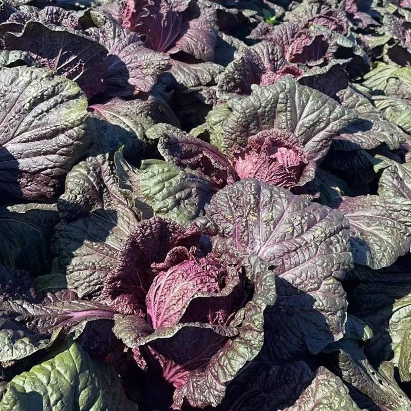 紫白菜大量上市量大质优品质保证可视频看货