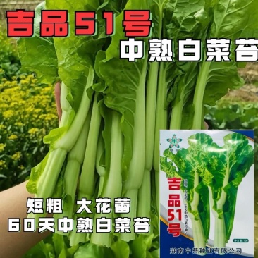 吉品51号中熟白菜苔种子短粗菜苔菜心种籽大花蕾60天中熟