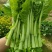 吉品51号中熟白菜苔种子短粗菜苔菜心种籽大花蕾60天中熟