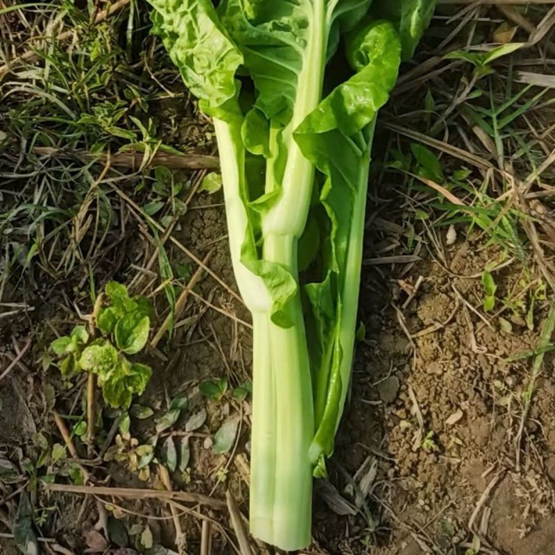 吉品51号中熟白菜苔种子短粗菜苔菜心种籽大花蕾60天中熟