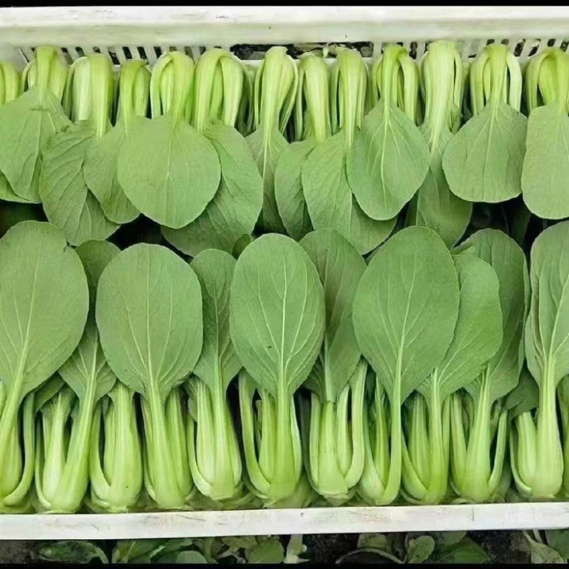 精品小青菜，上海青，规格齐全，产地直发量大从优！