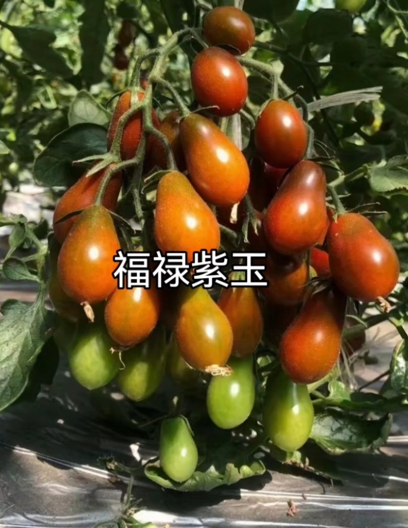花生圣女果花生形状小番茄苗糖度高口感好产量高