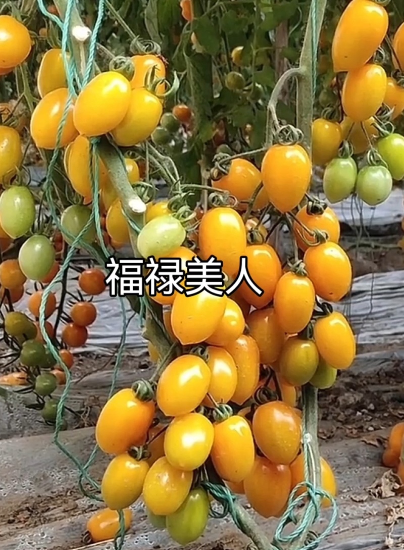花生圣女果花生形状小番茄苗糖度高口感好产量高