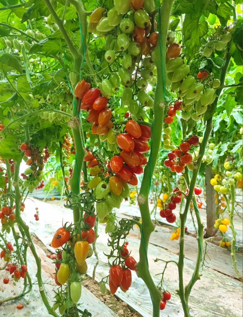 花生圣女果花生形状小番茄苗糖度高口感好产量高