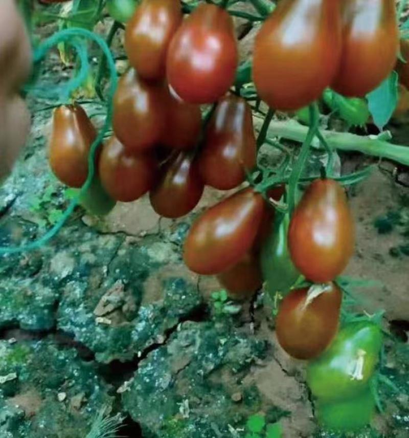 花生圣女果花生形状小番茄苗糖度高口感好产量高