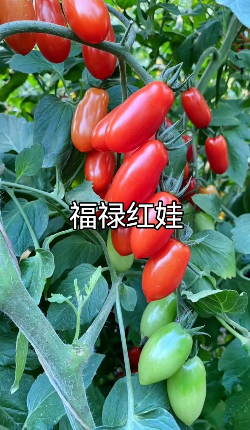 花生圣女果花生形状小番茄苗糖度高口感好产量高