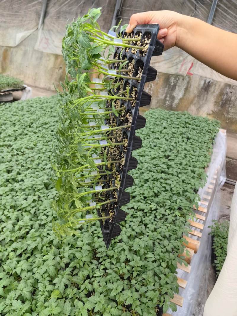 花生圣女果花生形状小番茄苗糖度高口感好产量高